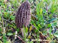 Morchella elata-amf2187-1